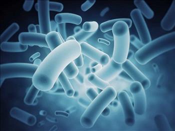 Khám phá cách mà vi khuẩn E. coli tạo ra điện từ nước thải
