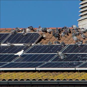 Biện pháp mới ngăn chim làm tổ dưới tấm quang điện mặt trời