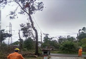 Nhiều địa phương chủ động chặt, tỉa cây trước bão