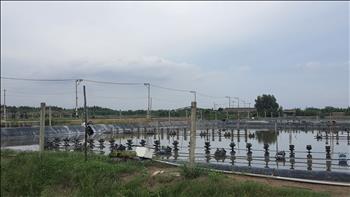 Hoàn thành nâng cấp lưới điện phục vụ nuôi trồng thủy sản huyện Cần Giờ