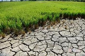 Chỉ thị của Bộ Nông nghiệp về tăng cường thực hiện các giải pháp phòng, chống hạn hán, thiếu nước, xâm nhập mặn