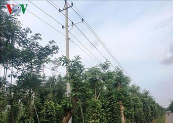 Đắk Lắk: Báo động vi phạm hành lang an toàn lưới điện cao áp