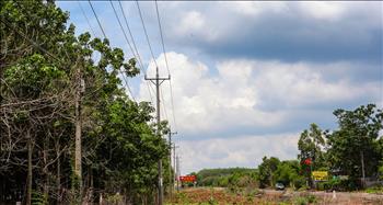 Bình Phước: Trăn trở nỗi lo mất an toàn lưới điện vùng trồng cây cao su