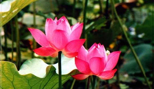 Trình Thủ tướng Chính phủ phê duyệt Đề án “Quốc hoa Việt Nam” Trình Thủ Tướng Chính Phủ Phê Duyệt Đề Án “Quốc Hoa Việt Nam”